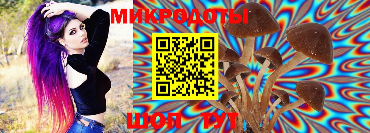 Псилоцибиновые грибы Psilocybe Тимашёвск